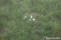 VBS_1158 - Fioritura narcisi a Castelnuovo Nigra 2023